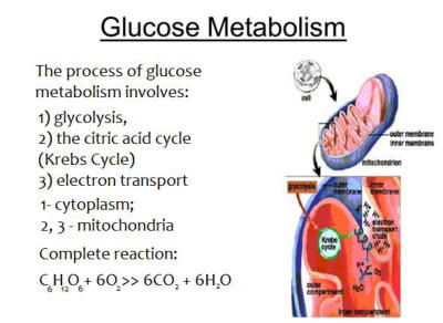 Glucose Metabolism